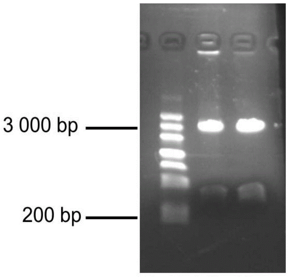 Zero-background cloning vector as well as preparation method and application thereof