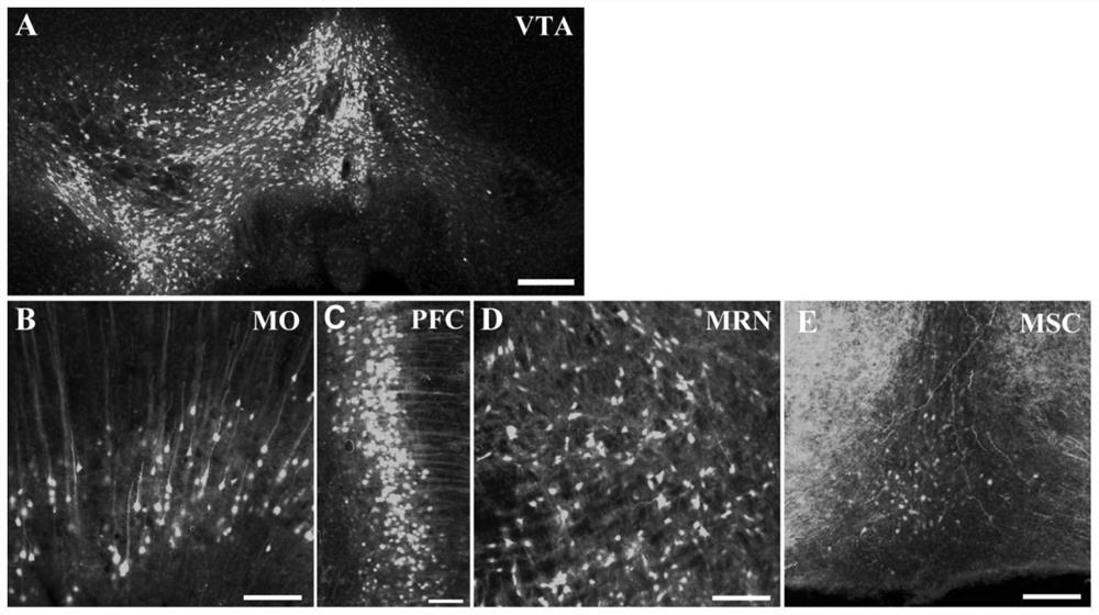 Adeno-associated virus with variant capsid protein and application thereof