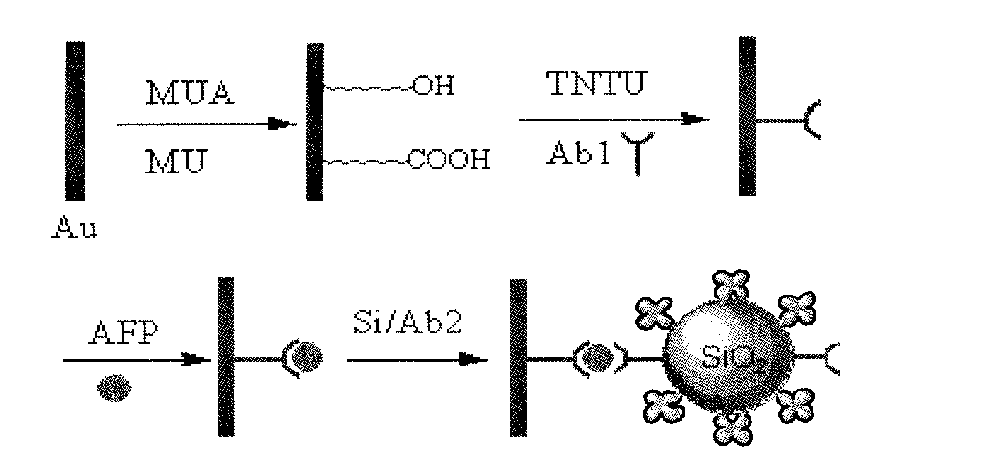 Production method for enzyme functionalized nano immunity marker and use thereof