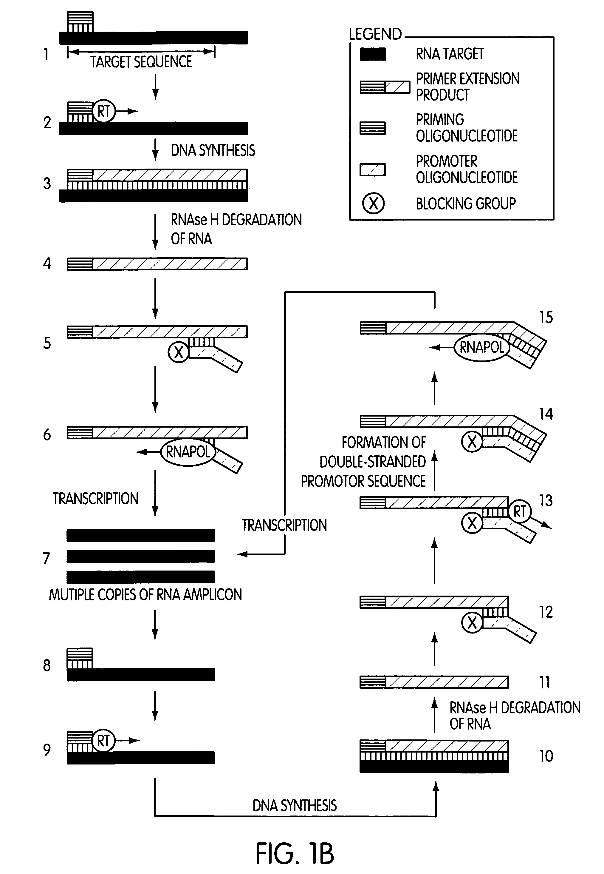 Single-primer nucleic acid amplification methods