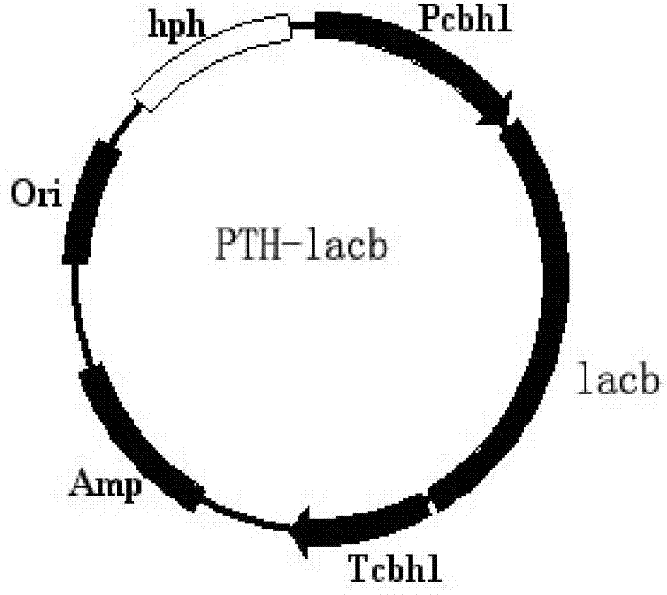 Lactase and recombinant expression engineering bacterium thereof