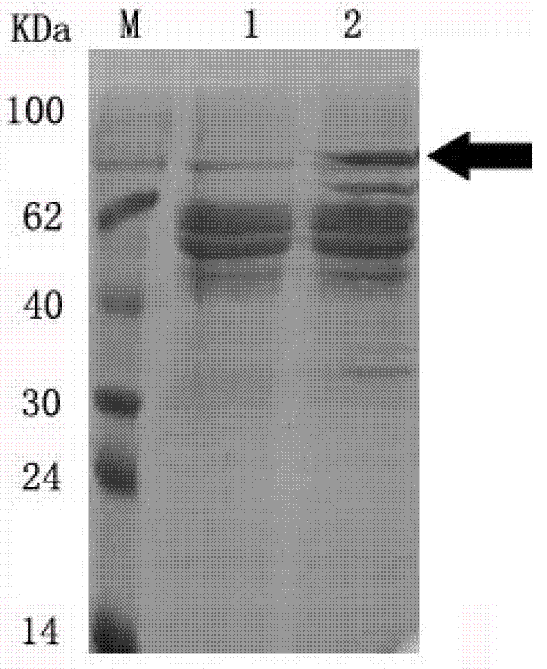 Lactase and recombinant expression engineering bacterium thereof