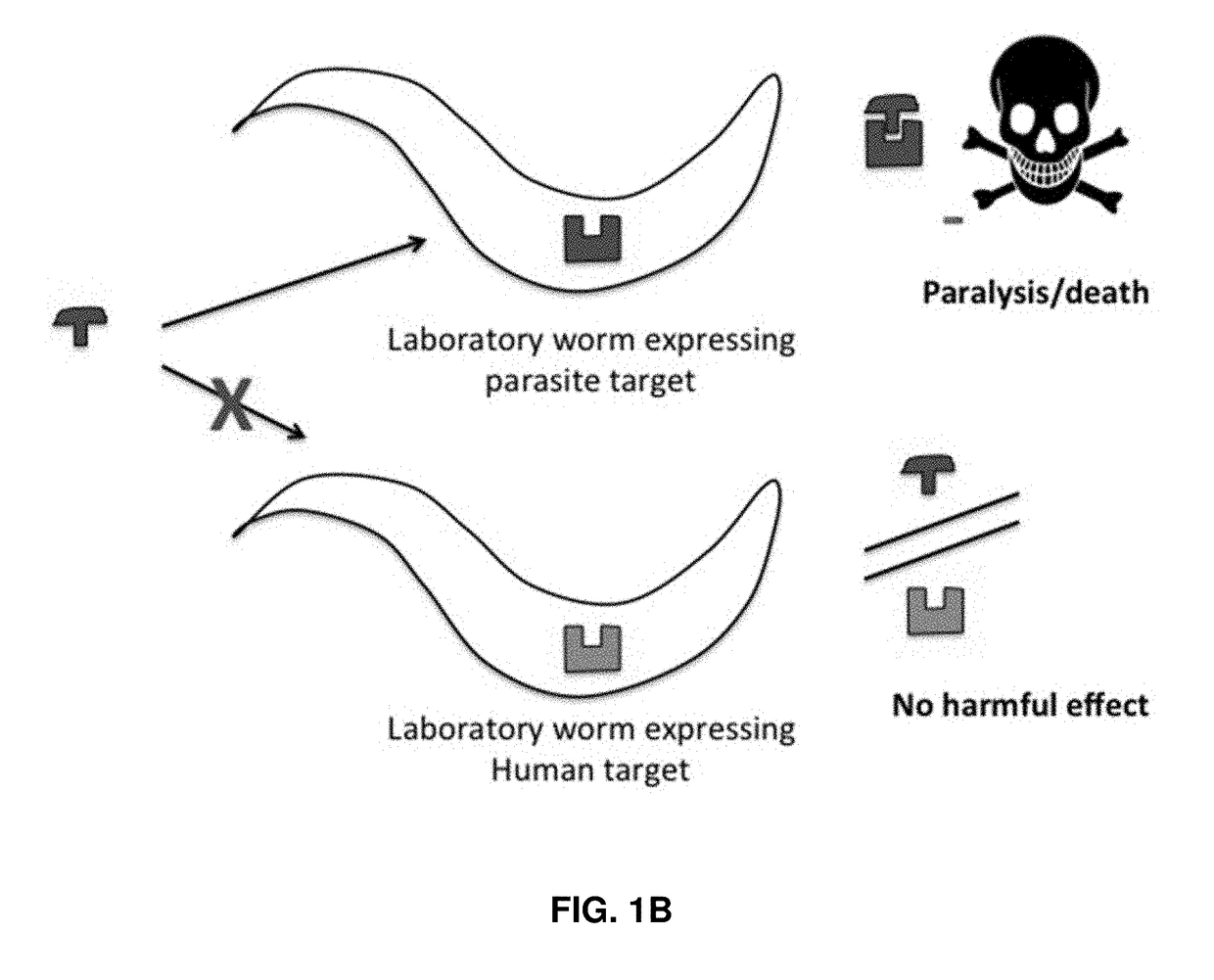 Target for Anthelmintic Development, and Anthelmintics Utilizing the Same