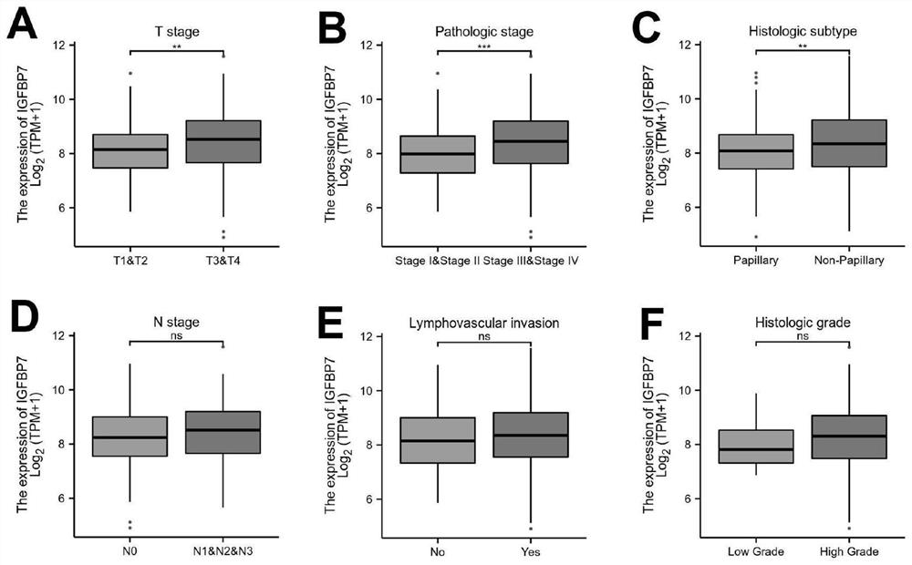 Bladder cancer immunotherapy biomarker, immune risk model and application of bladder cancer immunotherapy biomarker and immune risk model