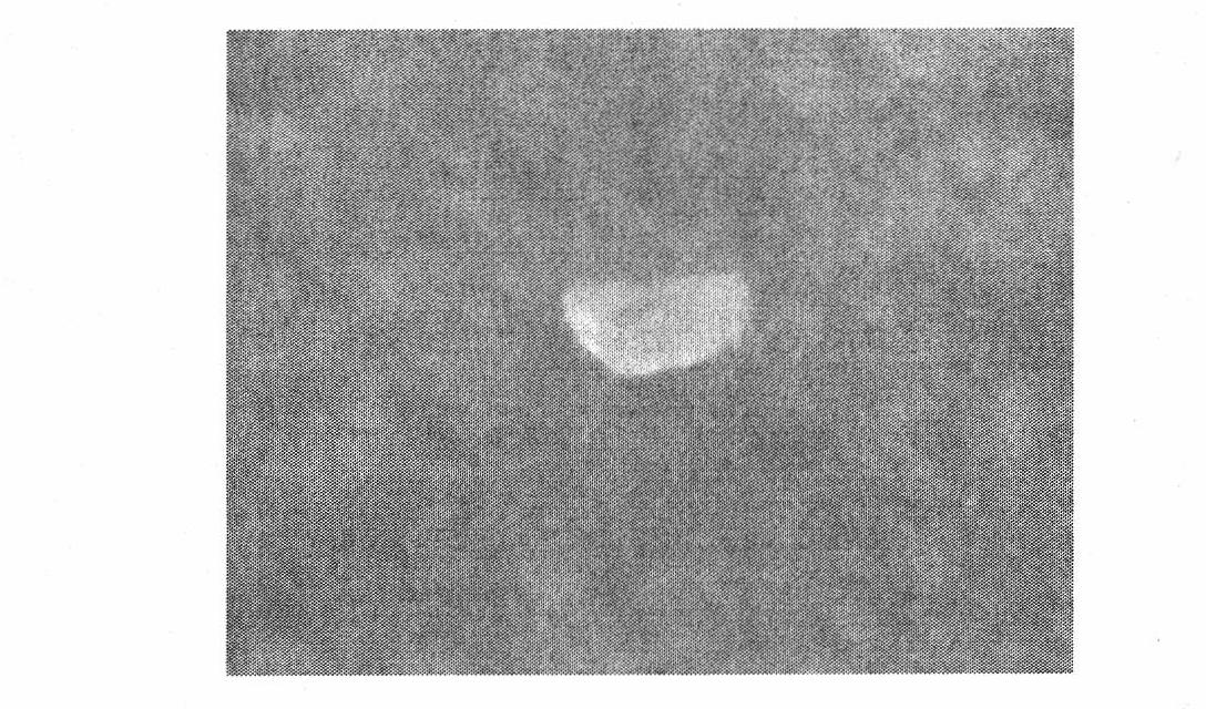 Connexin core sequence-containing amphiphilic polypeptide and application thereof