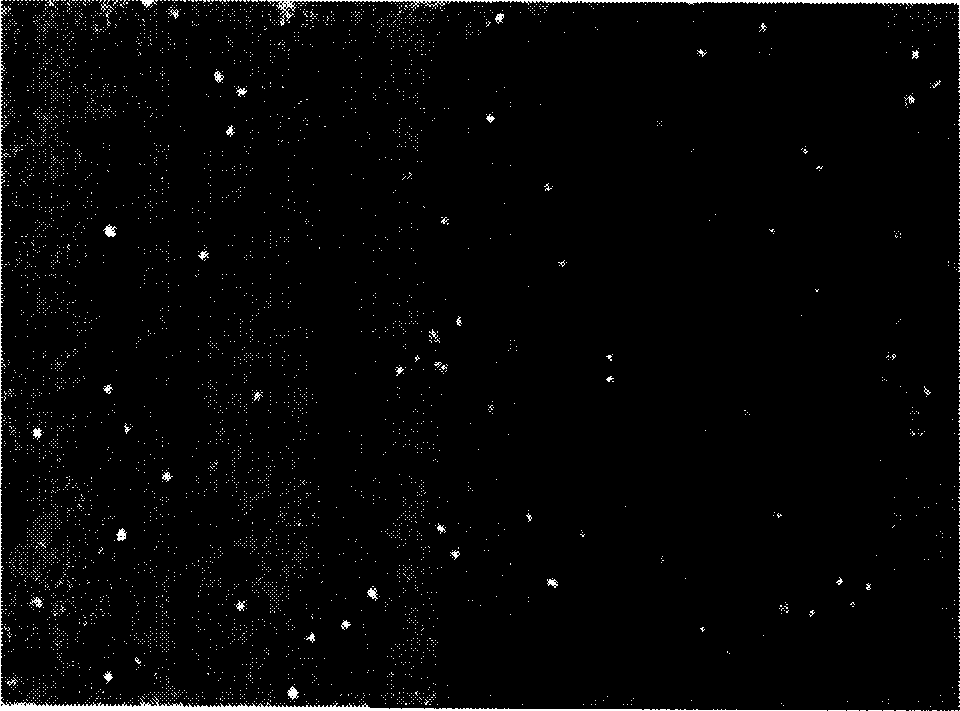 Polysaccharide material for promoting cell tactophily and preparation thereof