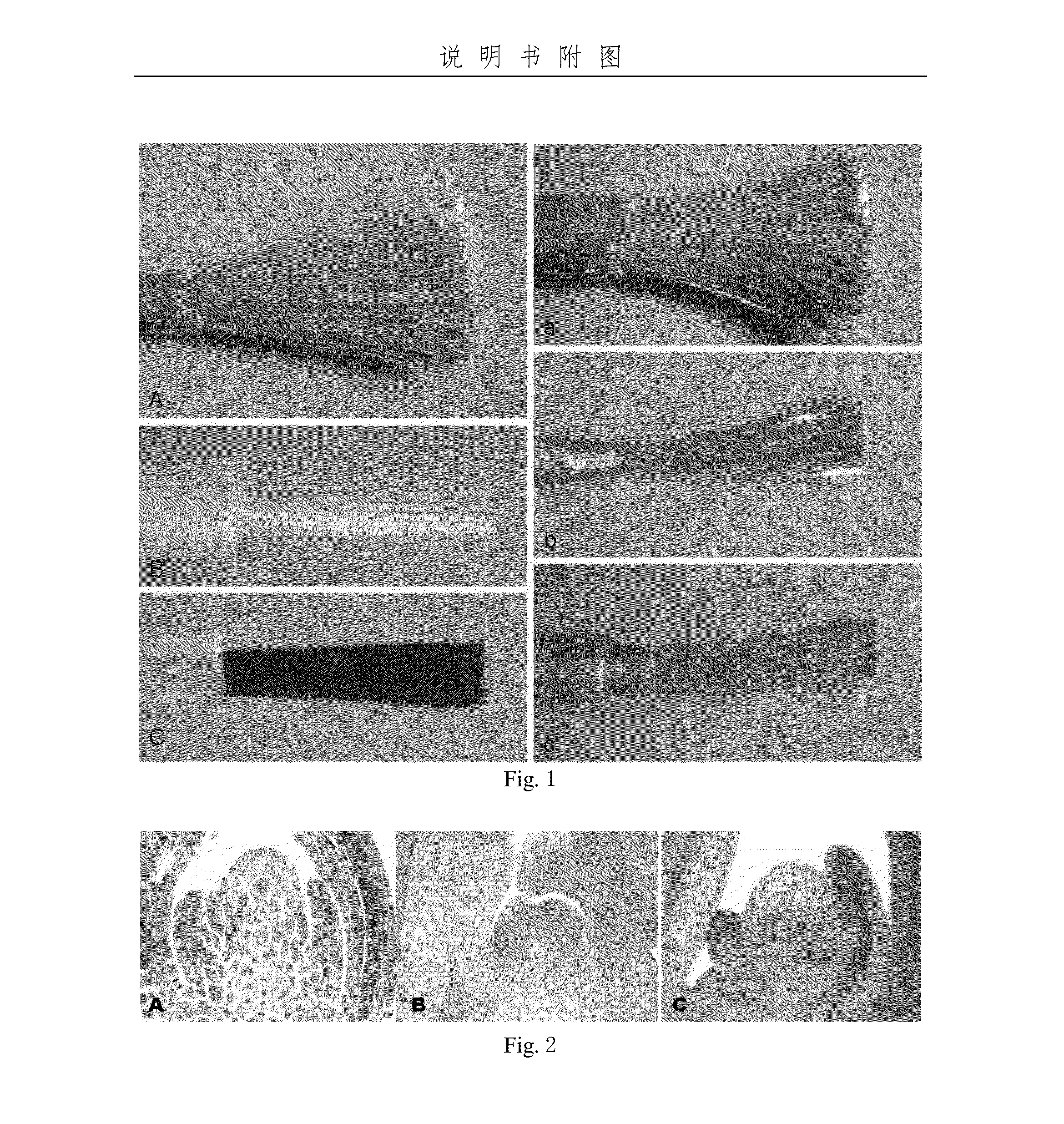 Monocotyledon transgenic method for invading growing points of seed buds minimally and fully