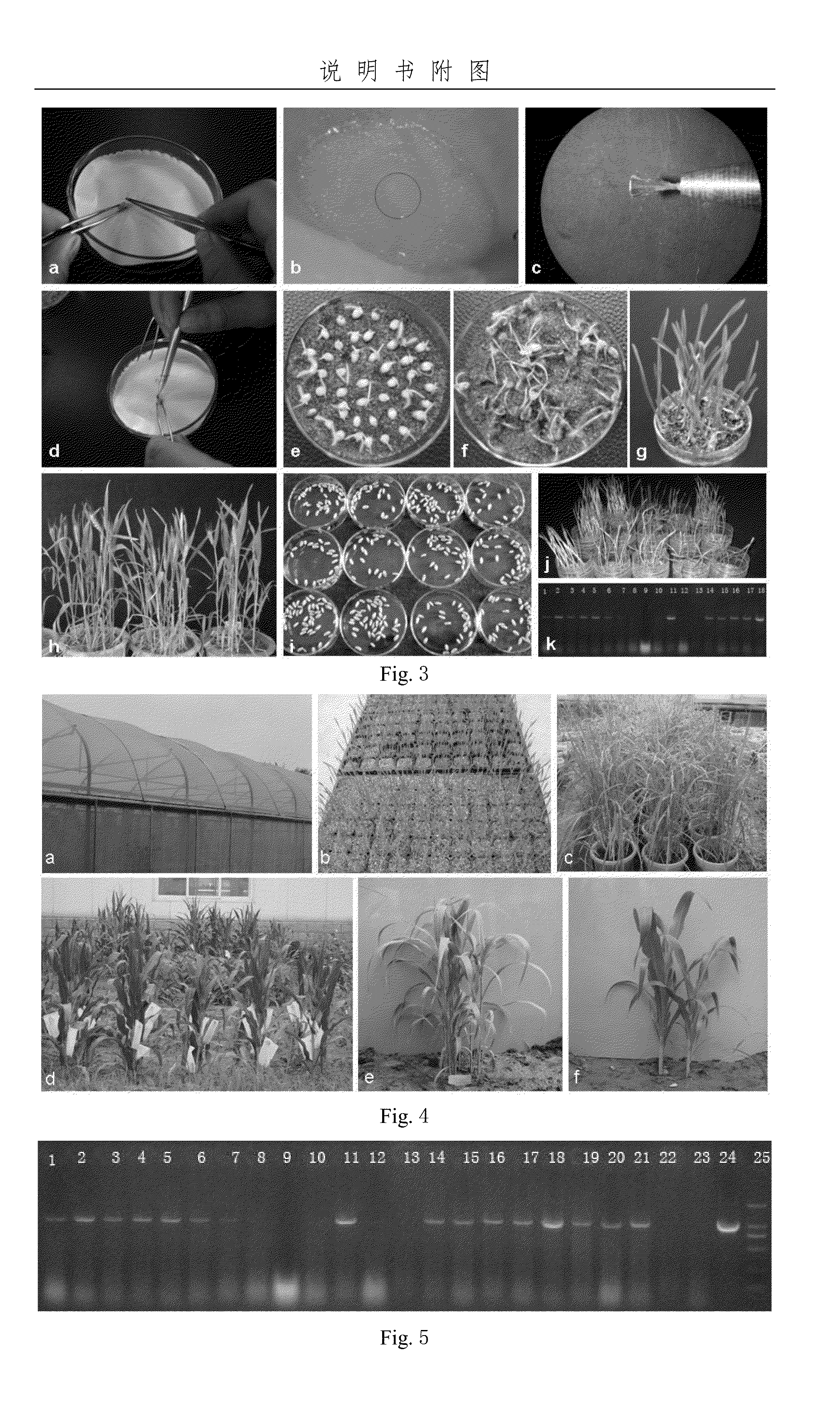 Monocotyledon transgenic method for invading growing points of seed buds minimally and fully