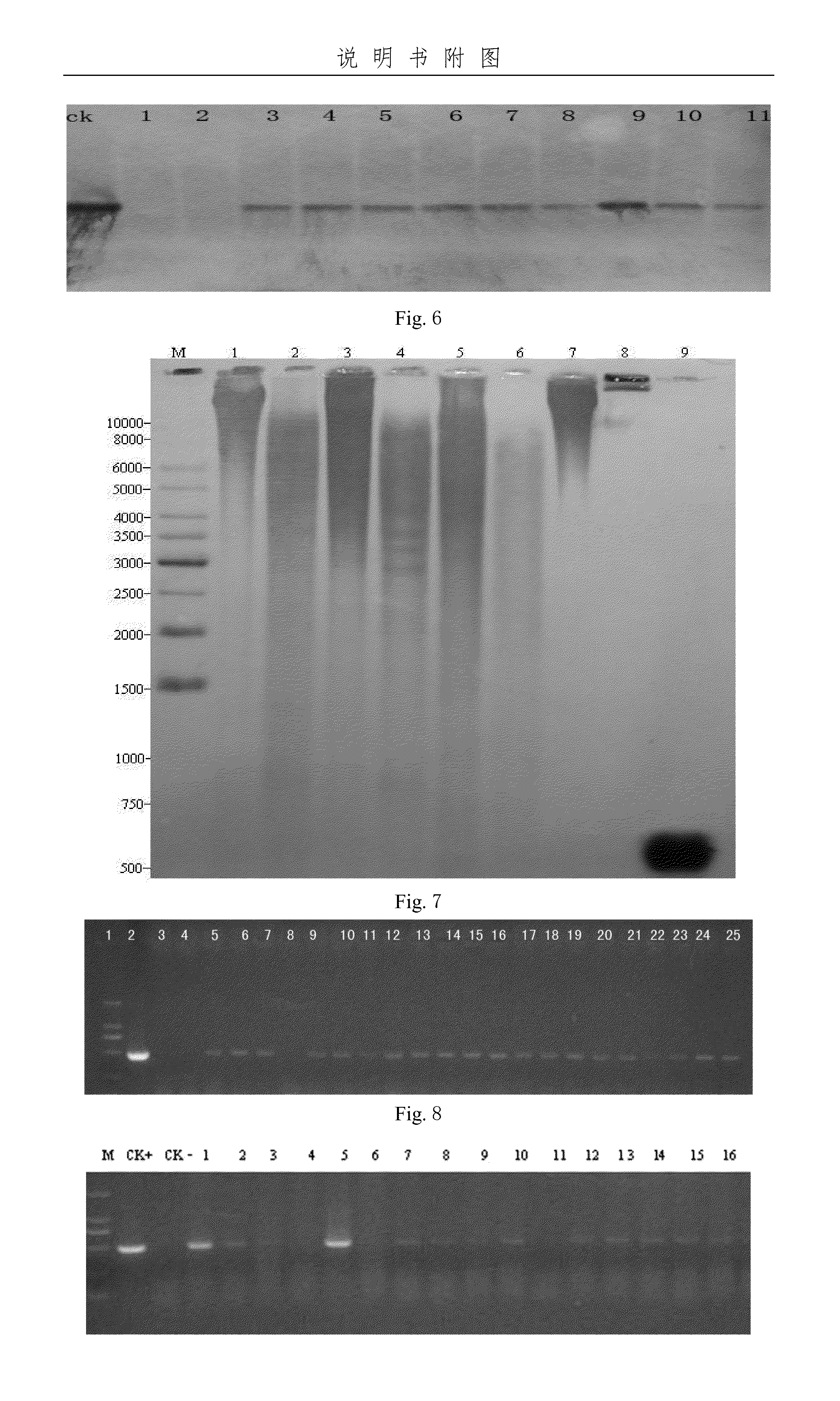 Monocotyledon transgenic method for invading growing points of seed buds minimally and fully