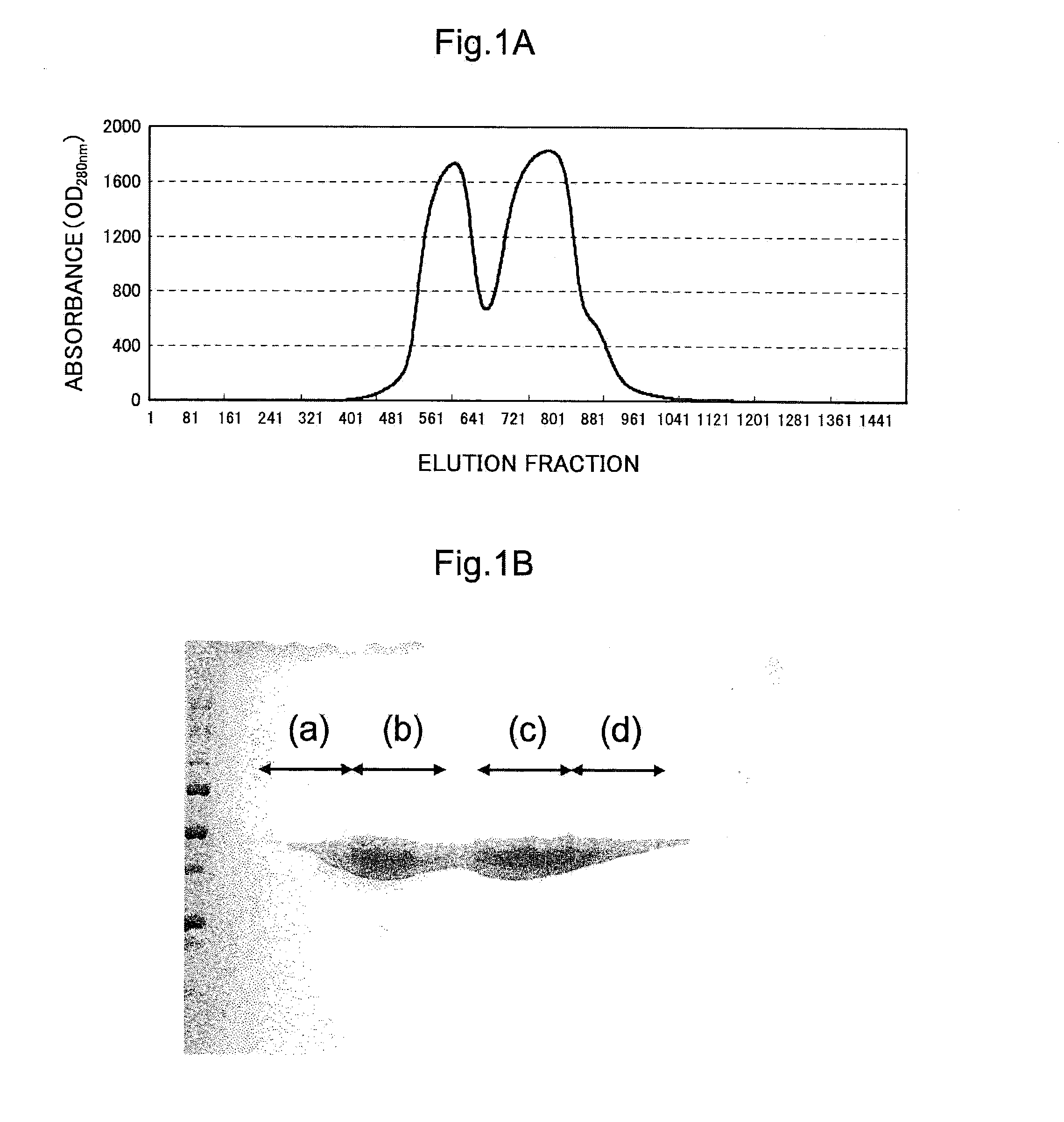 Electrode having enzyme crystals immobilized thereon, method for producing electrode having enzyme crystals immobilized thereon, and biological fuel cell and biosensor provided with electrode having enzyme crystals immobilized thereon