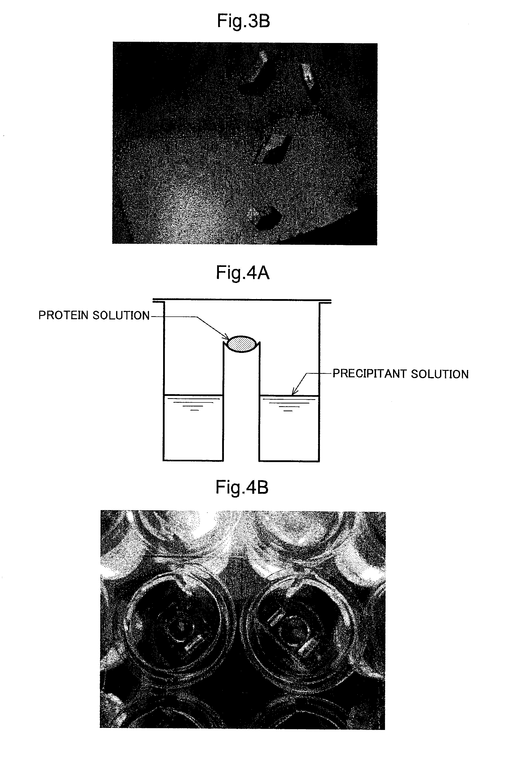 Electrode having enzyme crystals immobilized thereon, method for producing electrode having enzyme crystals immobilized thereon, and biological fuel cell and biosensor provided with electrode having enzyme crystals immobilized thereon