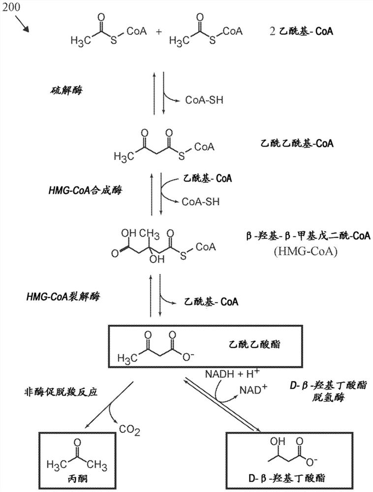 Determining the rising levels of circulating ketone bodies in a physiological fluid