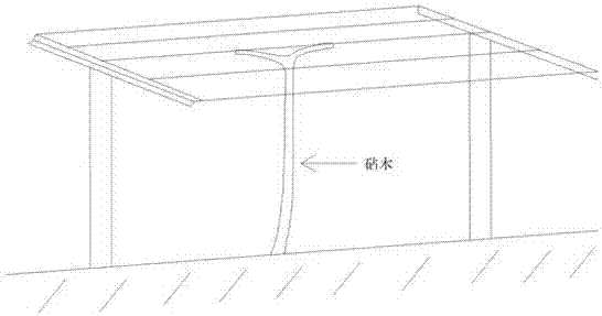 Kiwifruit top-grafting method