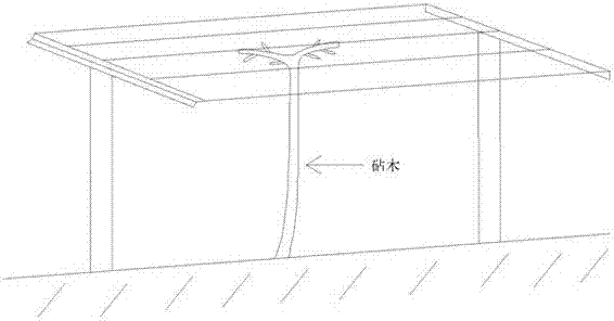 Kiwifruit top-grafting method