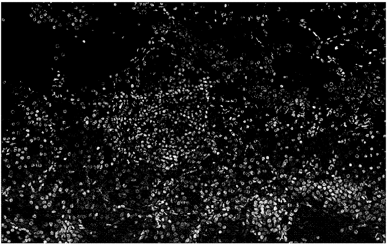 Synthetic method of H&E-like image and optical system adopting same