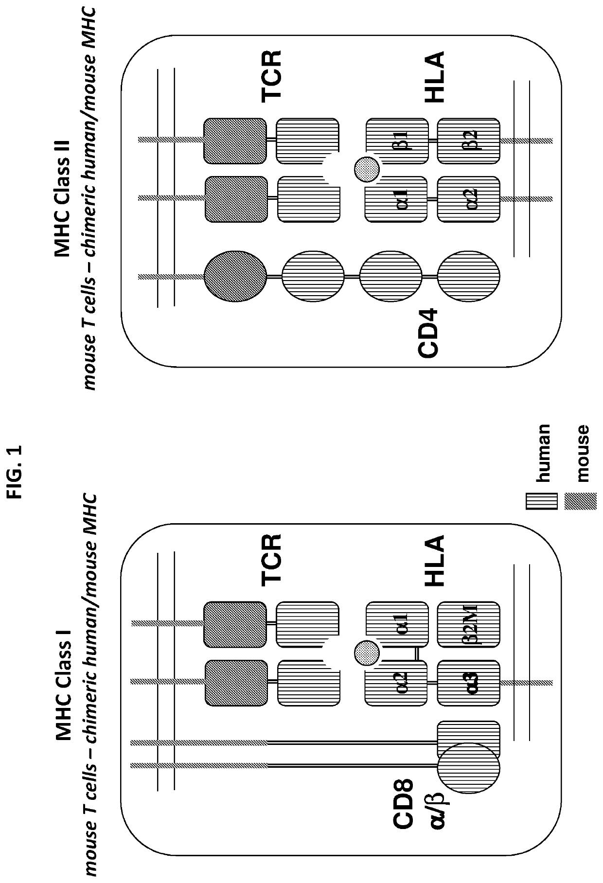 Humanized T cell mediated immune responses in non-human animals