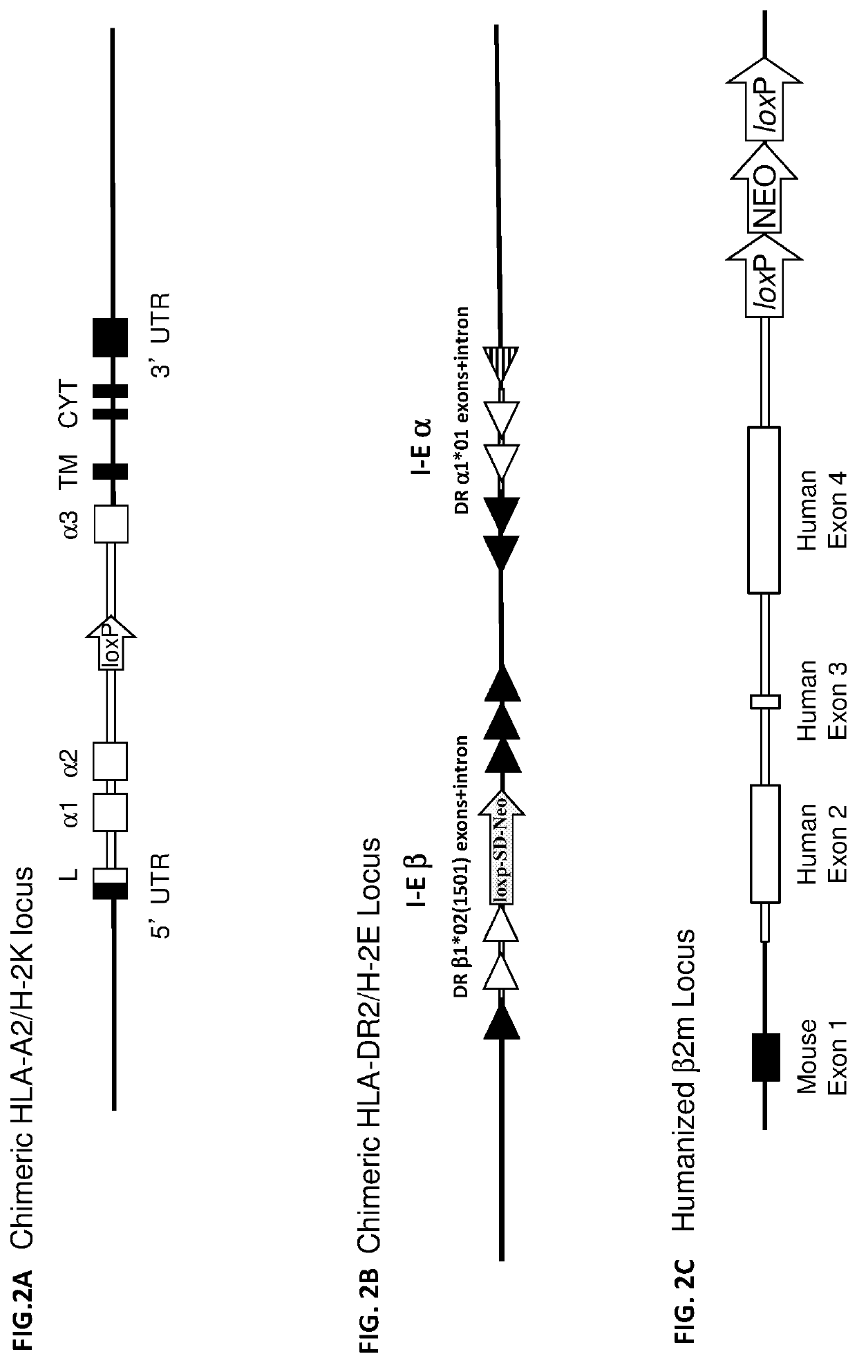 Humanized T cell mediated immune responses in non-human animals