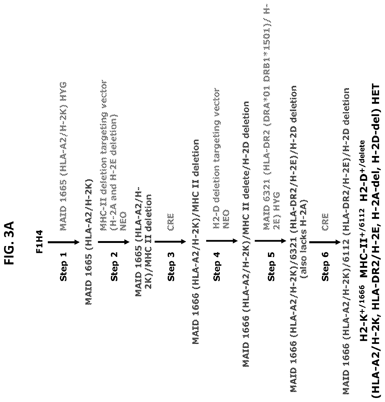 Humanized T cell mediated immune responses in non-human animals