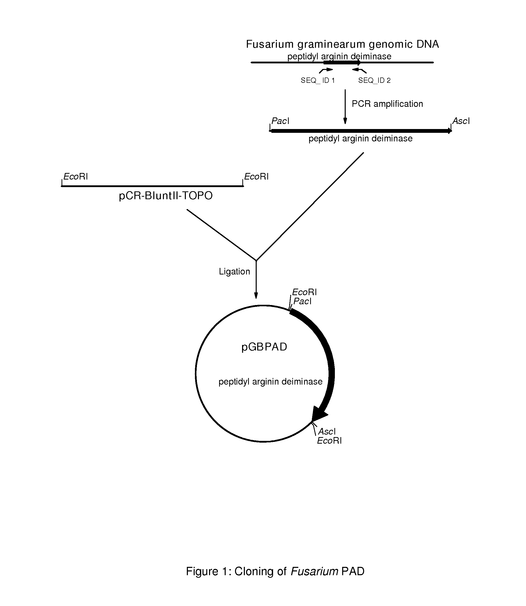 Peptidylarginine deiminase and uses thereof in the production of citrullinated proteins and peptides