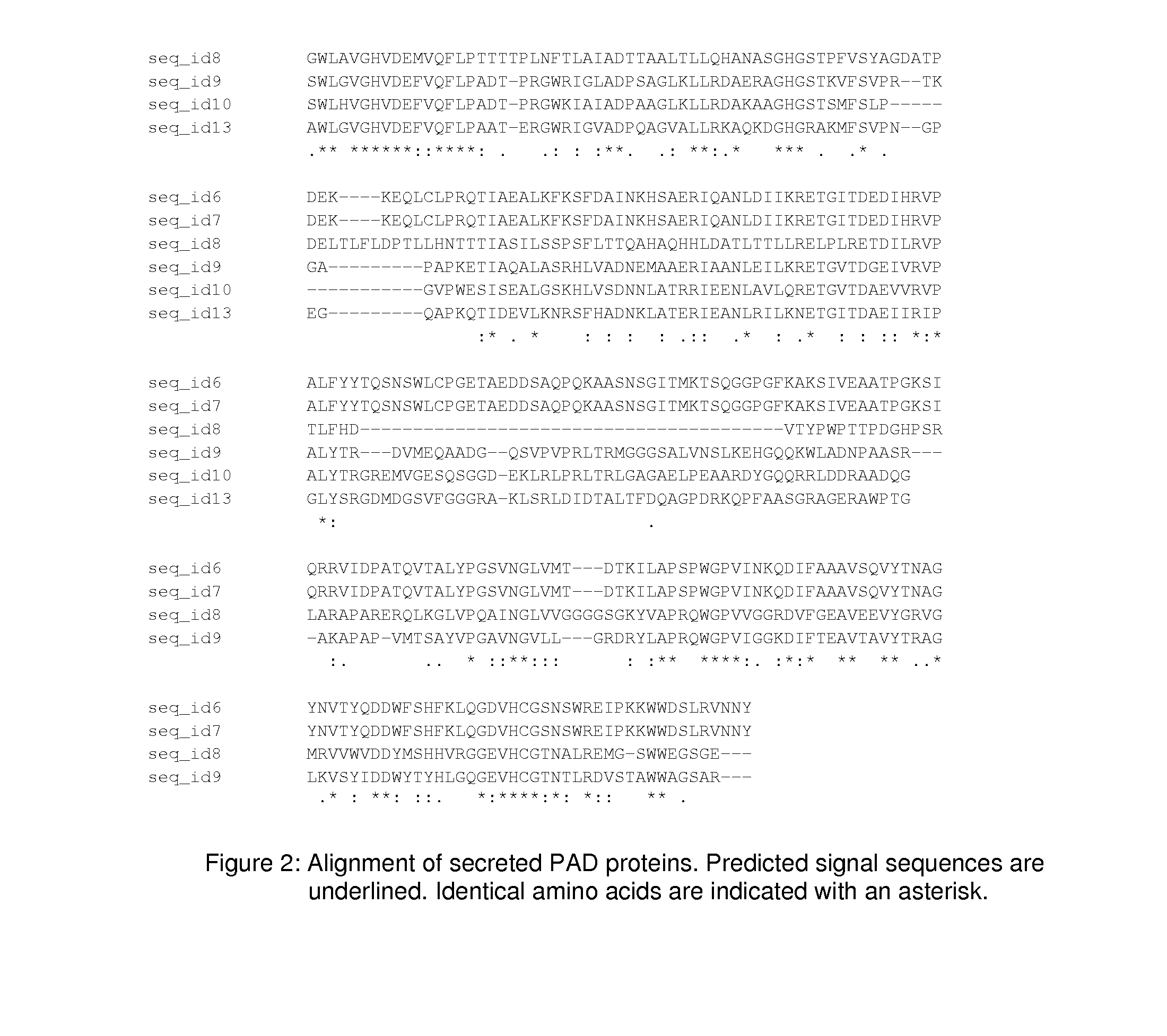 Peptidylarginine deiminase and uses thereof in the production of citrullinated proteins and peptides