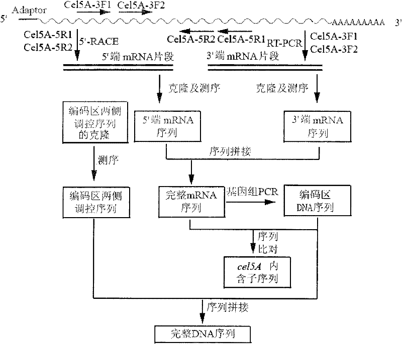 Cloning and analysis of endo-beta-1,4-glucanase(Aus cel5A) gene