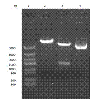 Enhance-like element gene for enhancing foreign protein expression and application of gene