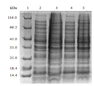 Enhance-like element gene for enhancing foreign protein expression and application of gene