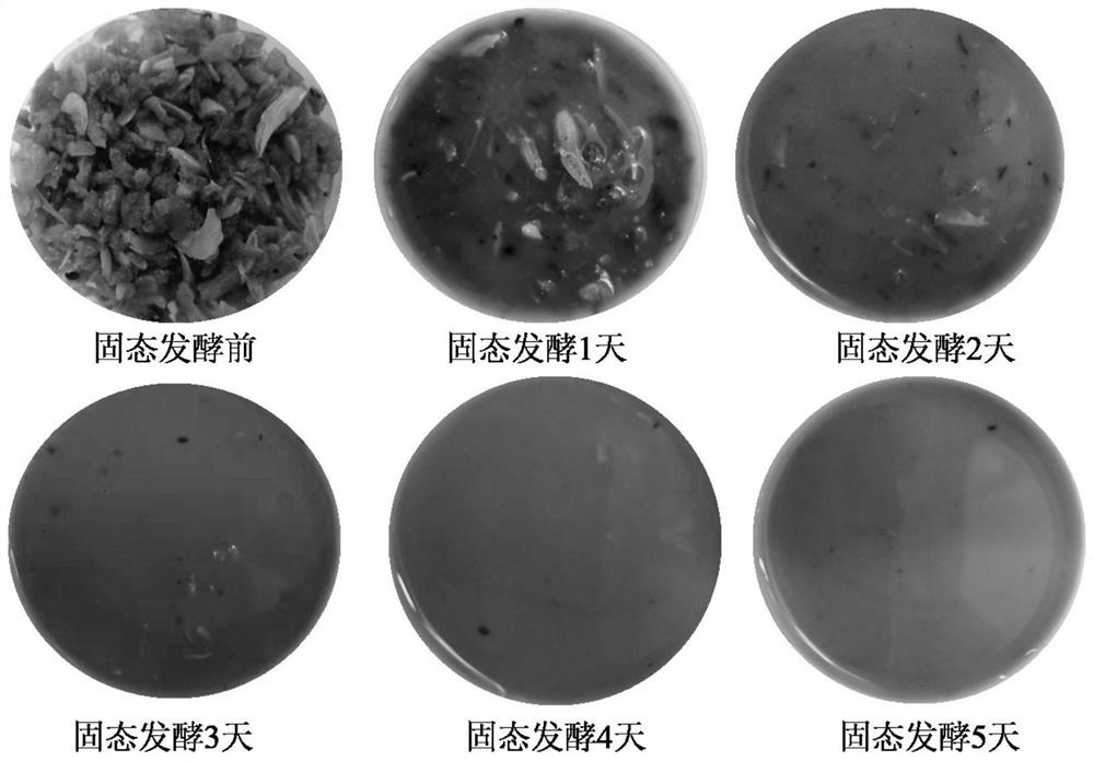 Method for producing amino acid, oligopeptide, calcium lactate and chitin by treating shrimp shell waste through solid-state fermentation of streptomyces and application of amino acid, oligopeptide, calcium lactate and chitin