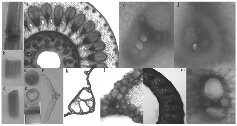 Rice sugar transport gene osmst1 and its sugar transporter, application and amplification primers