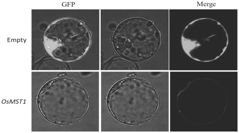 Rice sugar transport gene osmst1 and its sugar transporter, application and amplification primers