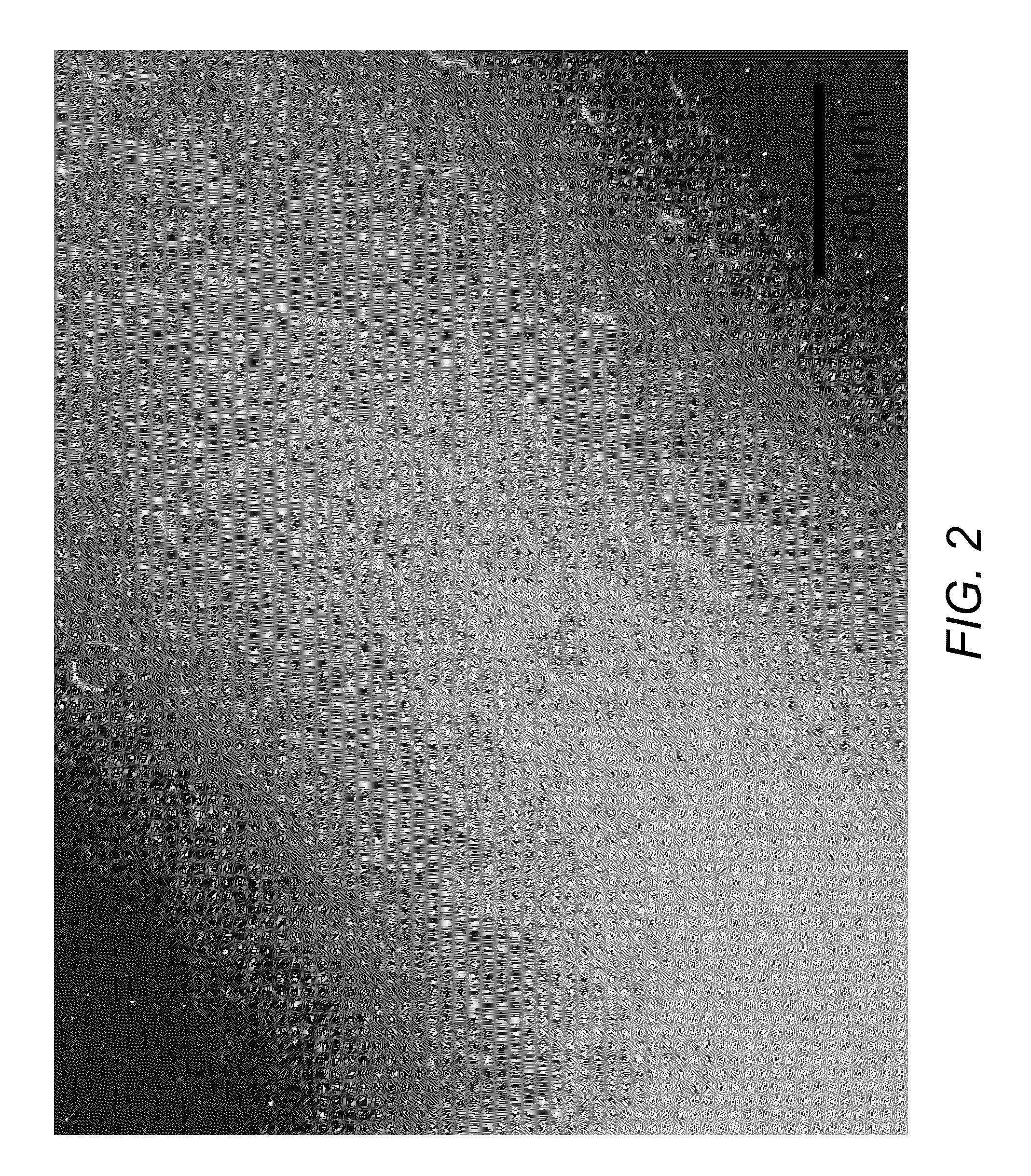 Method of controlling stress in gallium nitride films deposited on substrates