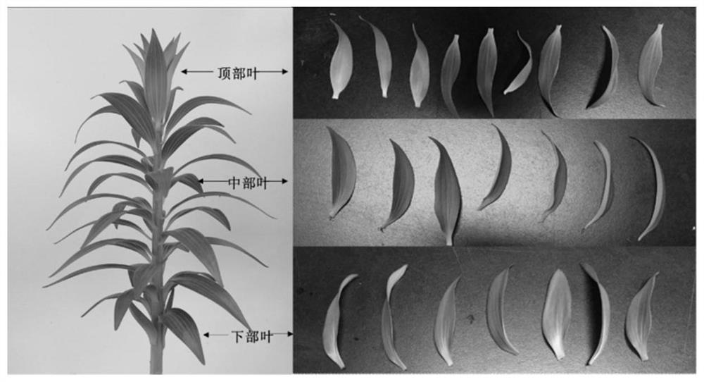 Preparation method of lily mesophyll protoplast