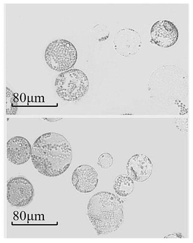 Preparation method of lily mesophyll protoplast