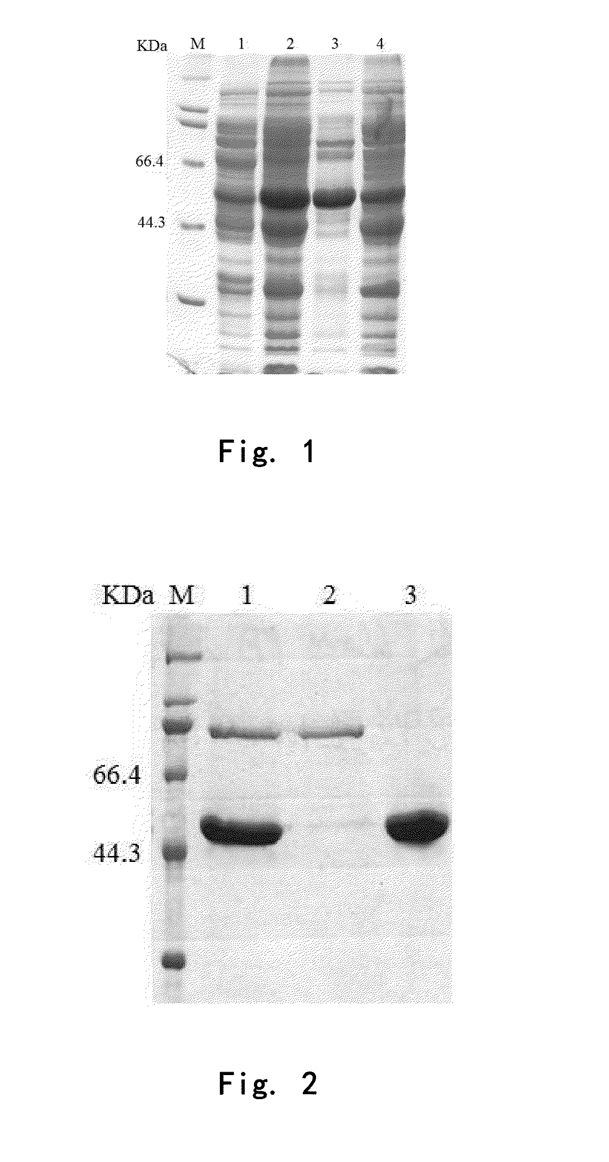 Truncated l1 protein of human papillomavirus type 33