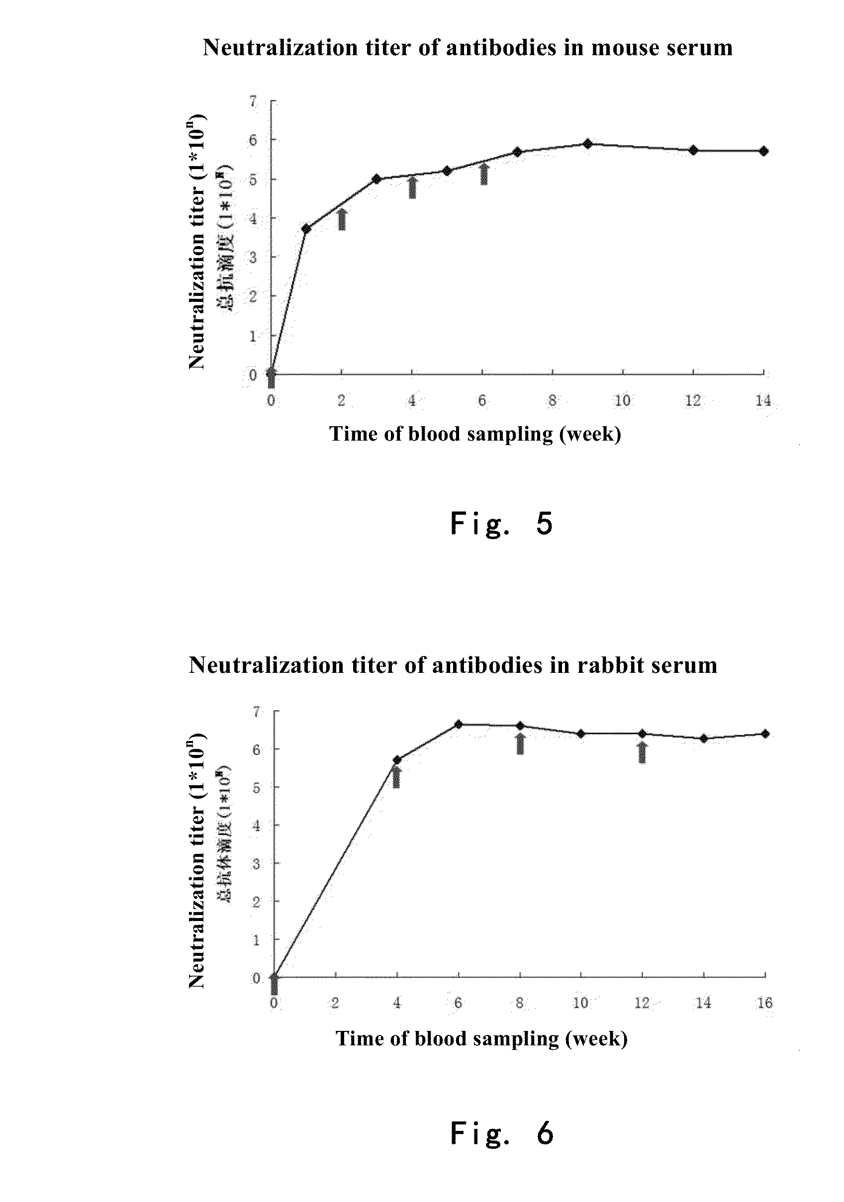 Truncated l1 protein of human papillomavirus type 33