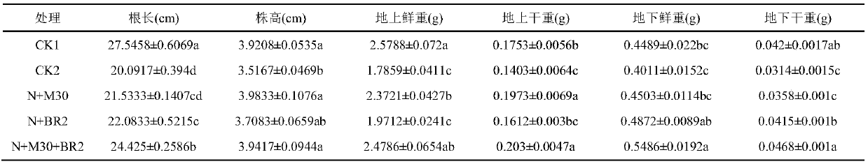 Application of a compound regulator in alleviating salt stress in rapeseed