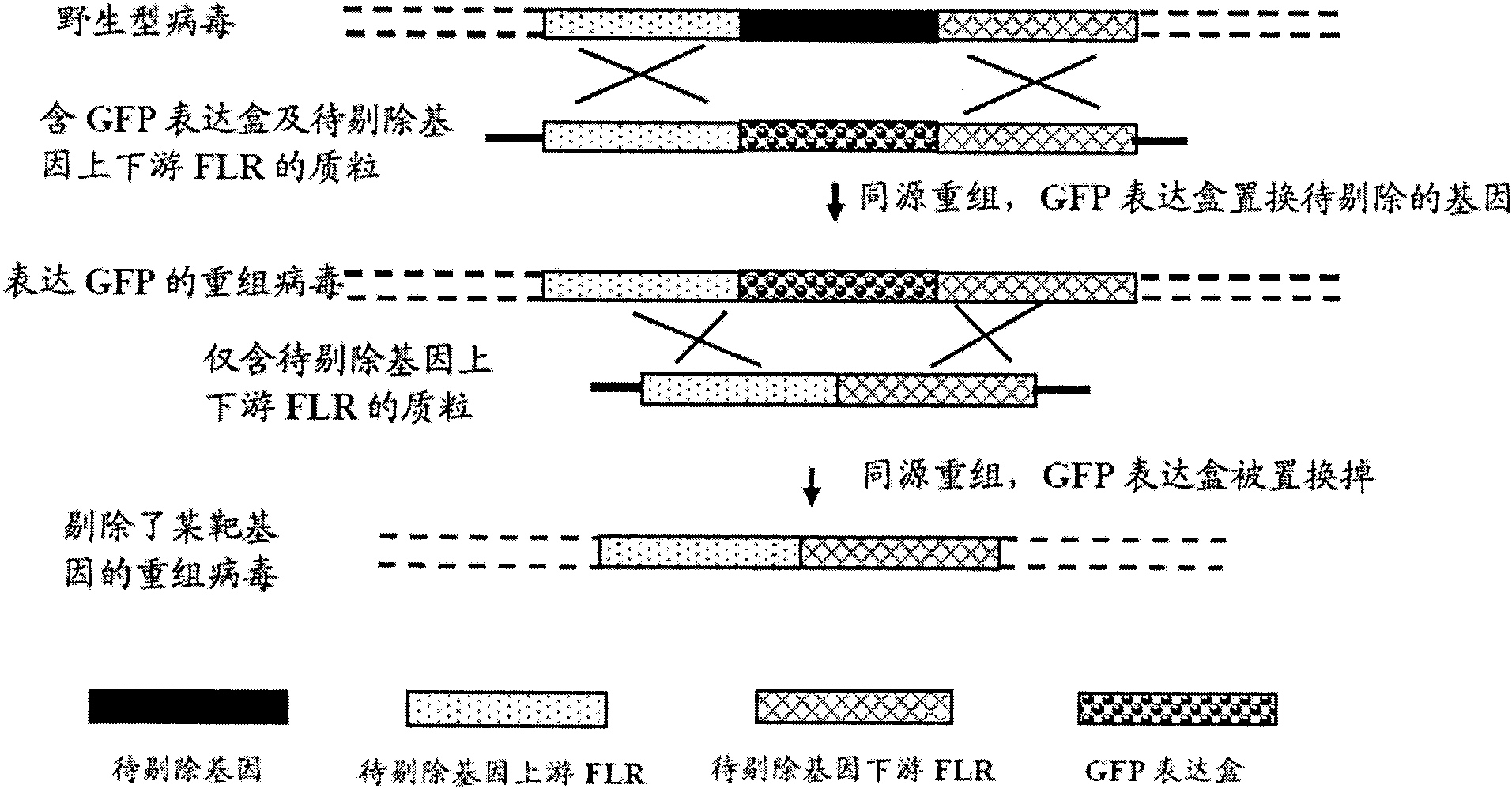 Recombinant II type herpes simplex virus vector, preparation method of recombinant II type herpes simplex virus vector, recombinant virus, medicinal composition and application