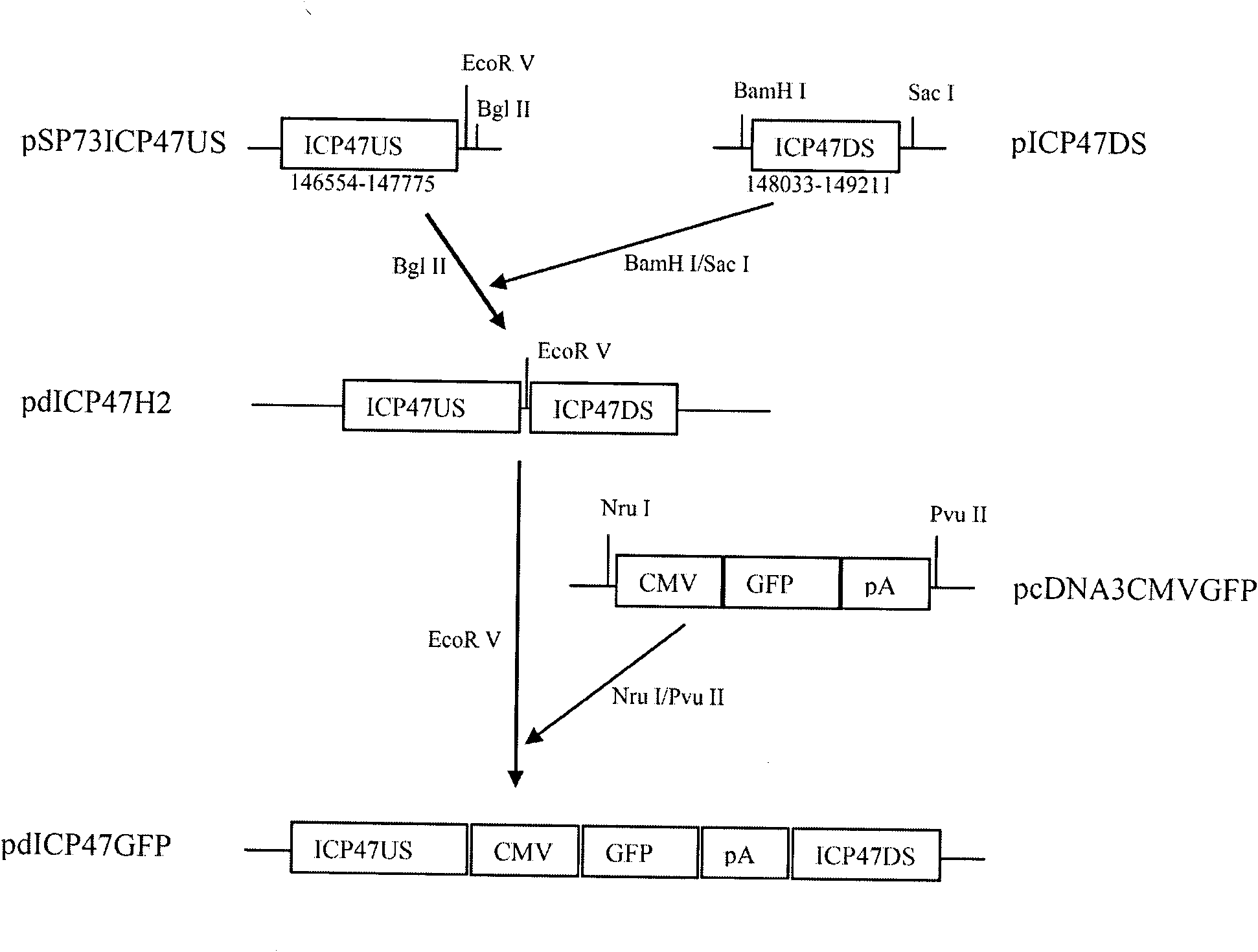 Recombinant II type herpes simplex virus vector, preparation method of recombinant II type herpes simplex virus vector, recombinant virus, medicinal composition and application