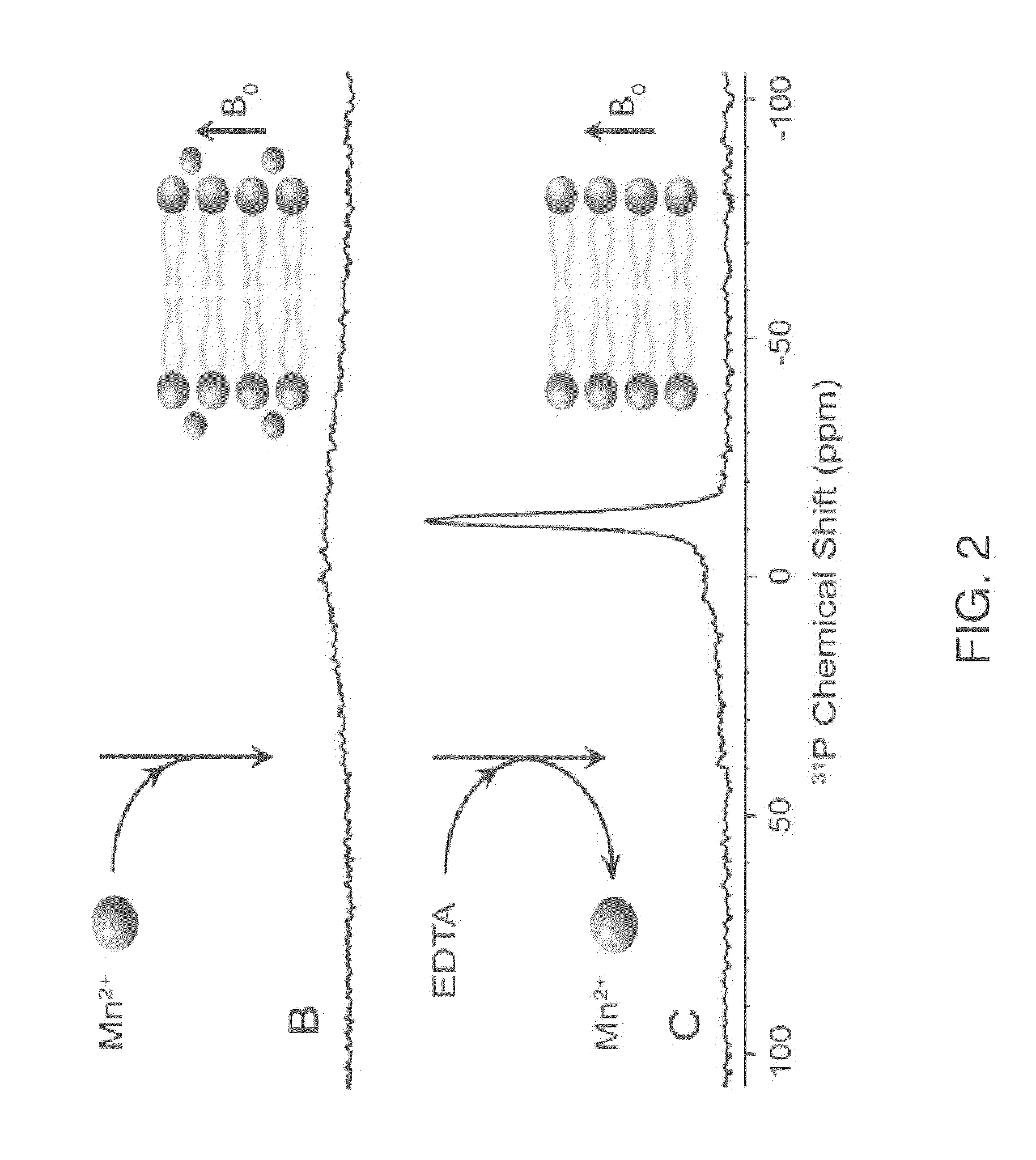 Solid state NMR method for screening cell membrane protein binding drug candidates