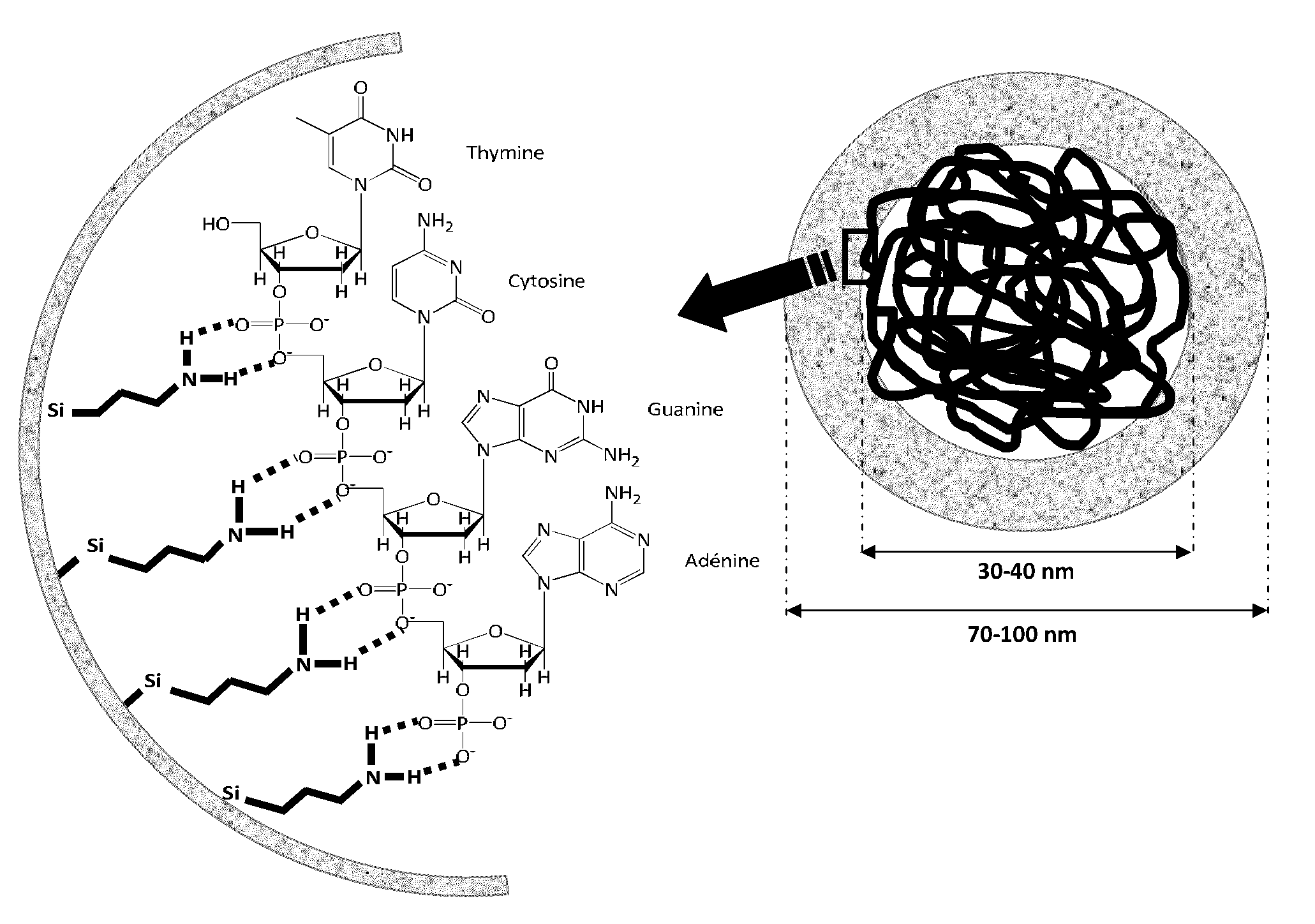 Silica particle including a molecule of interest, method for preparing same and uses thereof