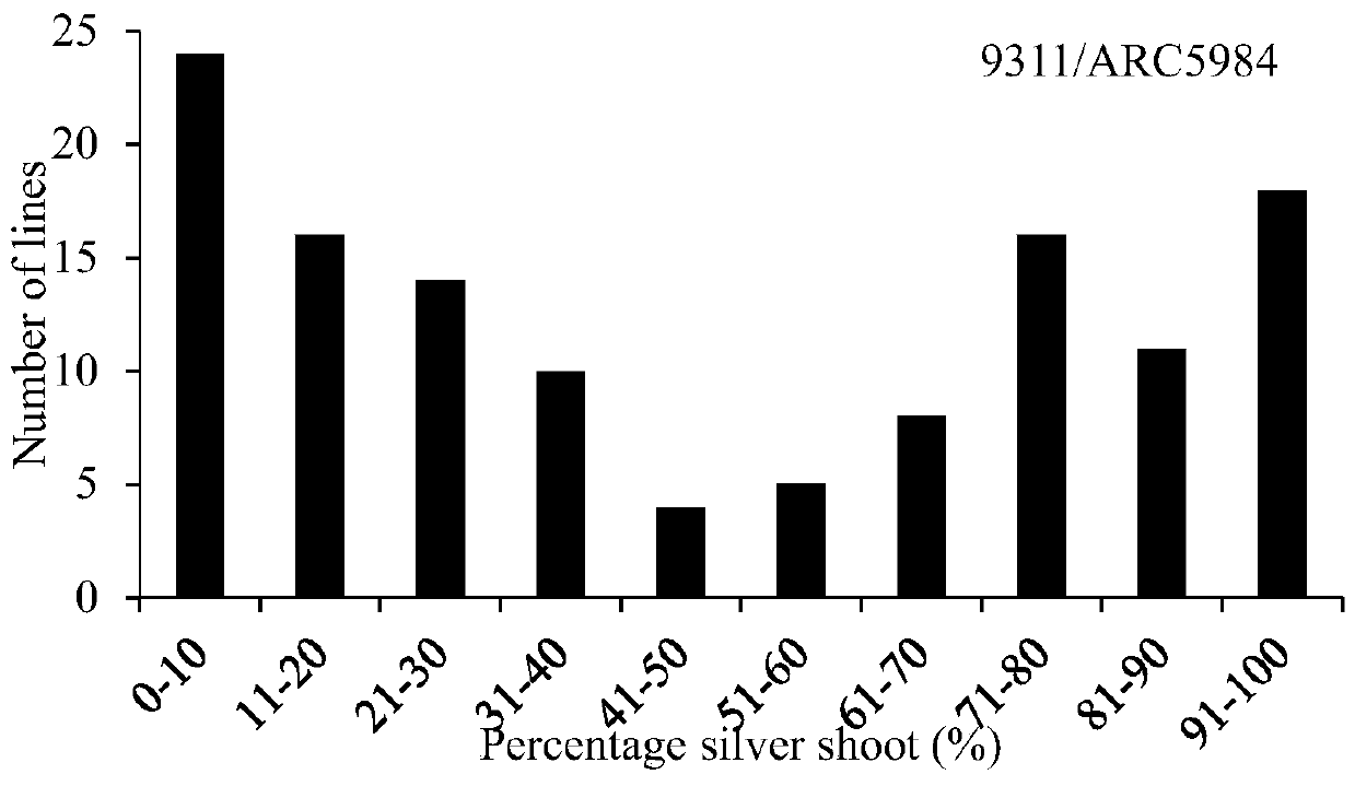 Molecular marker primer of rice gall midge-resistant major gene Gm5 and marking method and application of molecular marker primer