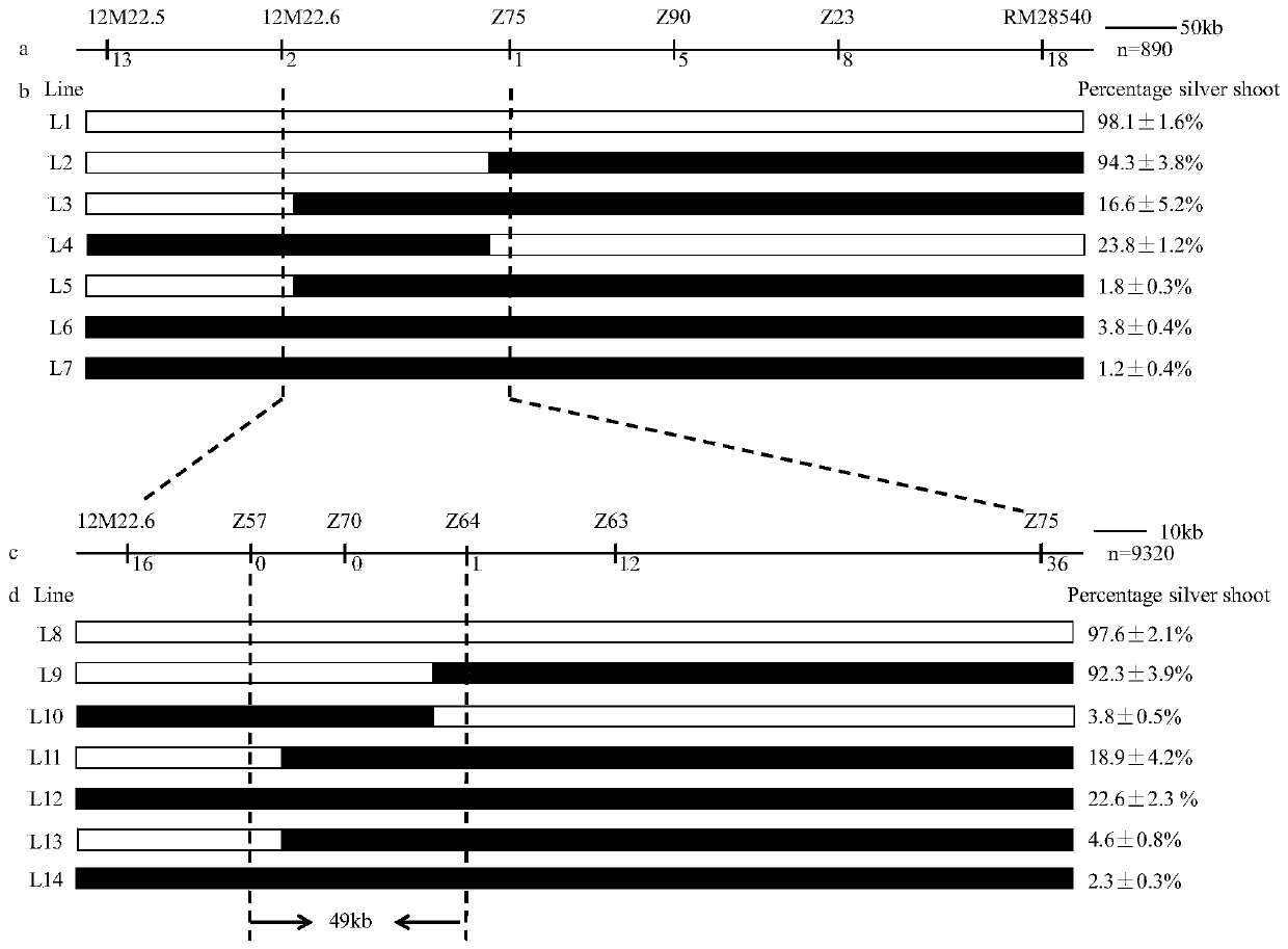 Molecular marker primer of rice gall midge-resistant major gene Gm5 and marking method and application of molecular marker primer