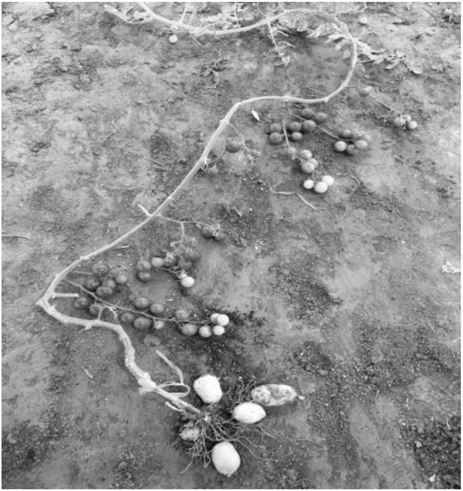 Method for improving potato and tomato grafting survival rate