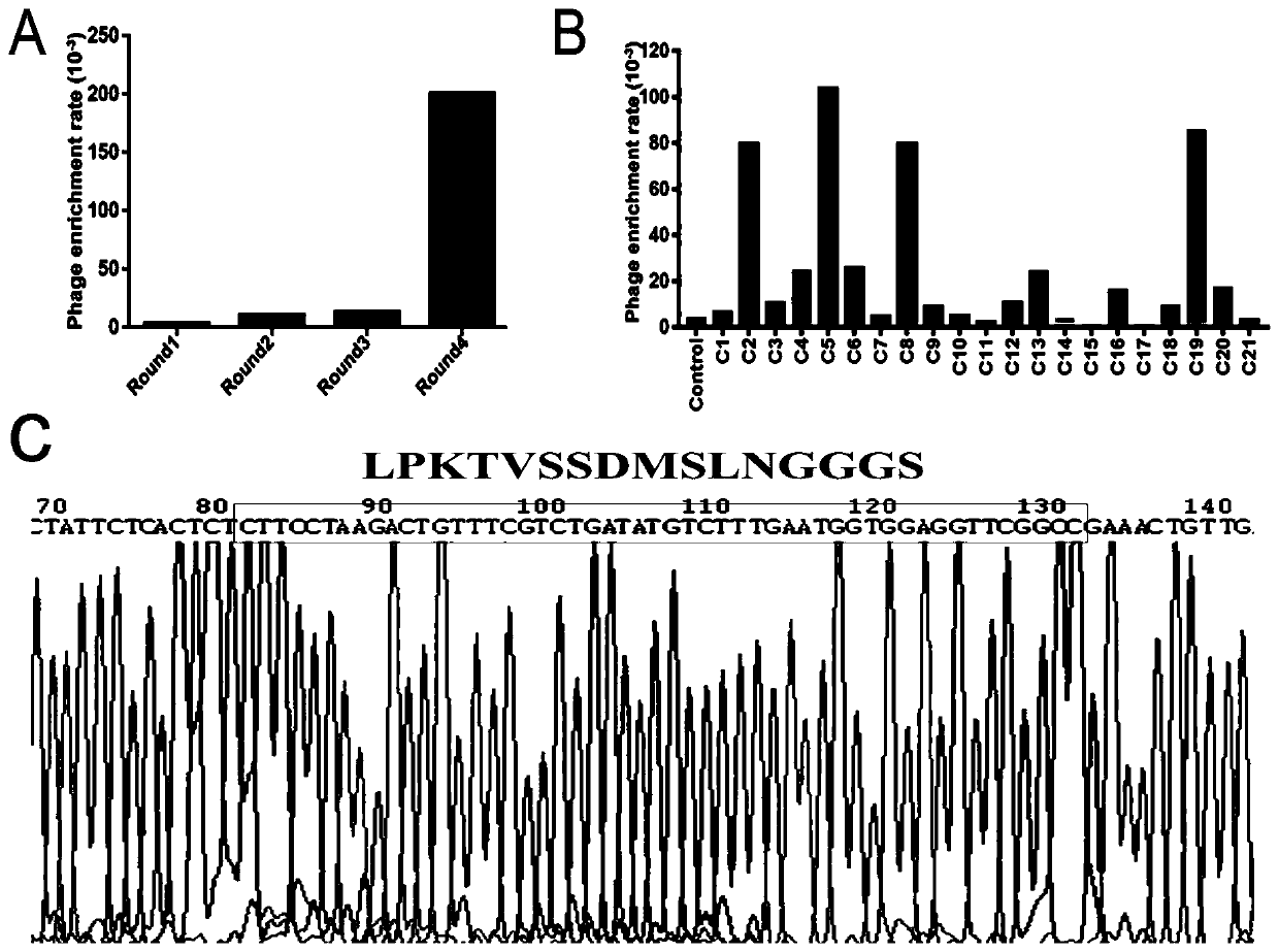 Screening method and application of human colon cancer cell specific binding polypeptide