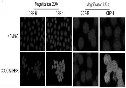 Screening method and application of human colon cancer cell specific binding polypeptide