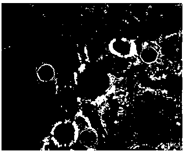 A kind of staining agent for rapid color development after cell staining in urine and its application method