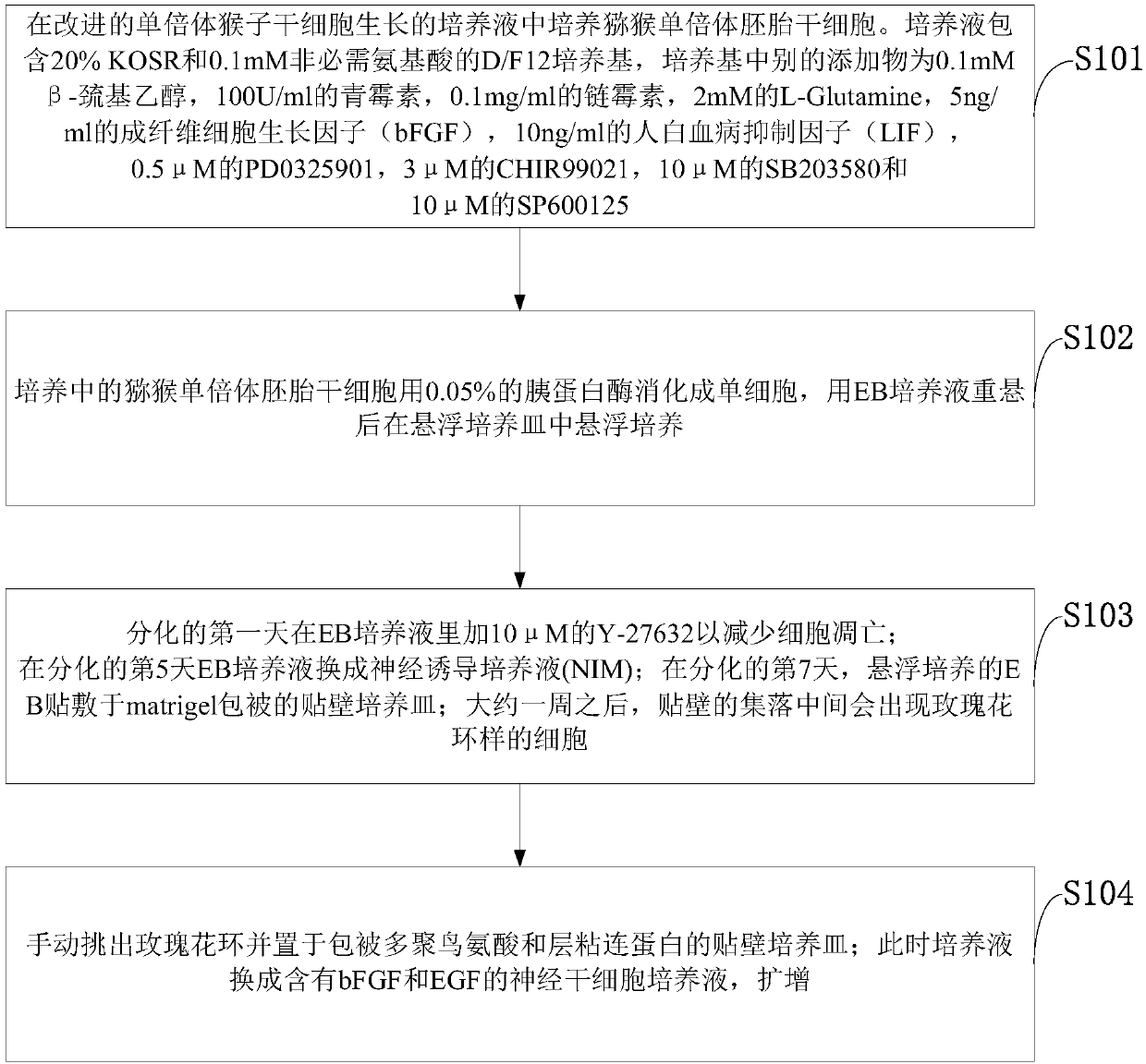 Method for acquiring monkey haploid neural stem cells