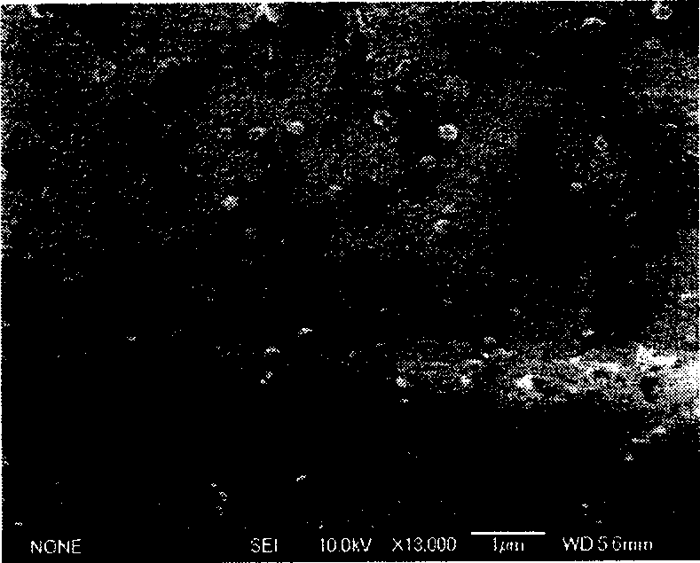 Process for preparing medicine-carrying particle containing surface transferrin for glioma target chemical therapy