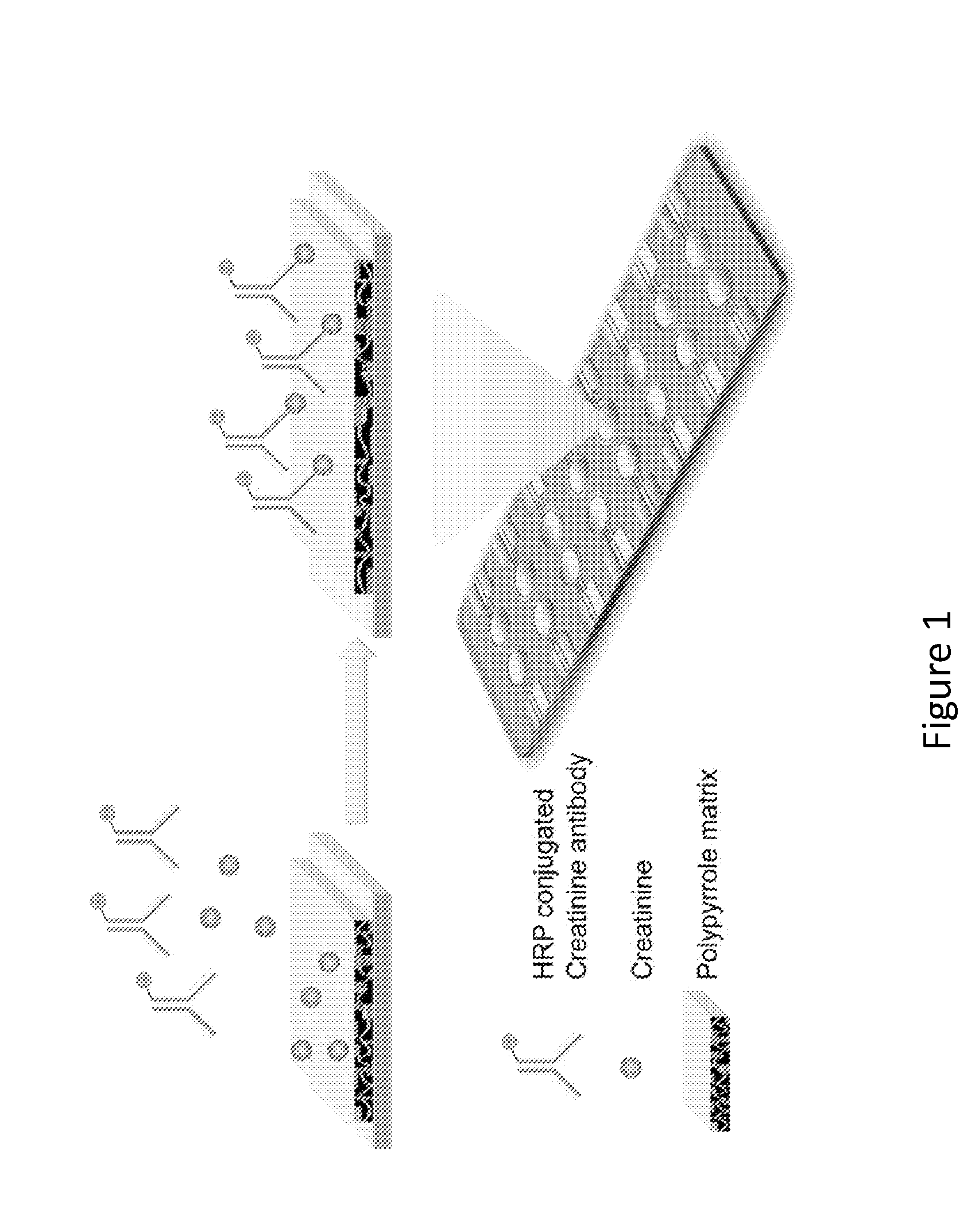 Point-of-Care Device for Monitoring Renal Function