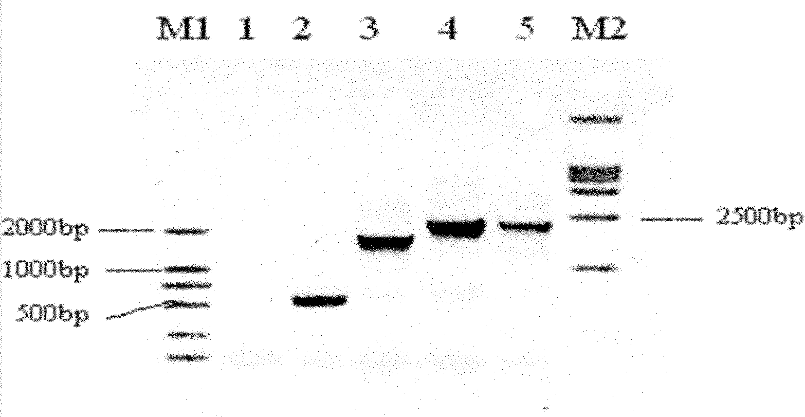 Vibrio paraheamolyticus bivalent DNA vaccine as well as preparation method and application thereof